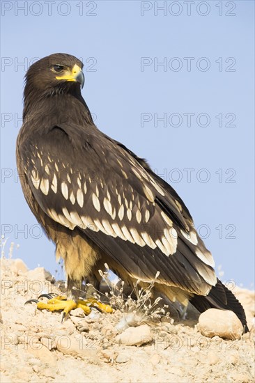 Greater Spotted Eagle (Clanga clanga)