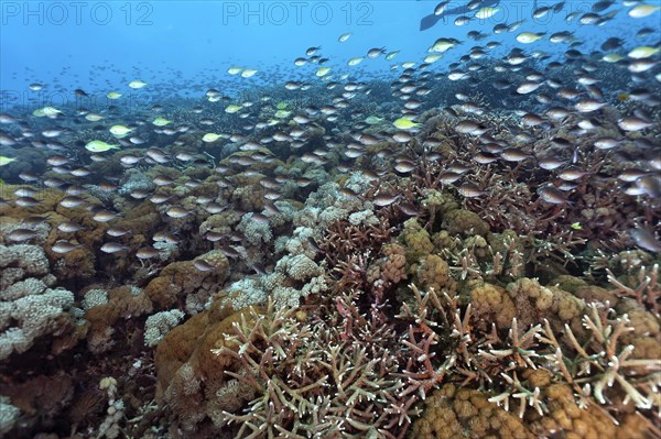 Perch Demoiselle (Chromis fumea)