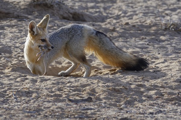 Cape fox (Vulpes chama)