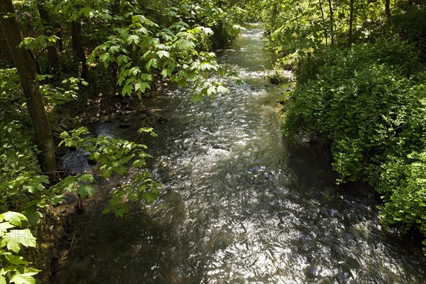 River Dussel im Neandertal