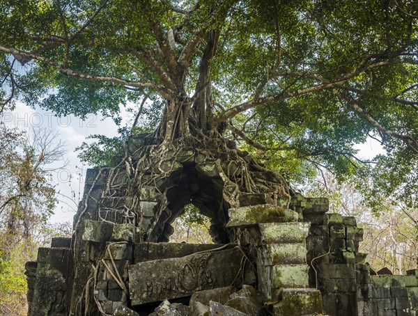 Tree grows on tree-rooted Khmer temple ruin