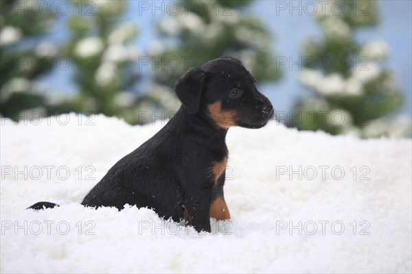 German hunting terrier