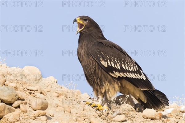 Greater Spotted Eagle (Clanga clanga)