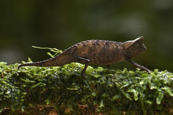 Brown leaf chameleon (Brookesia superciliaris)