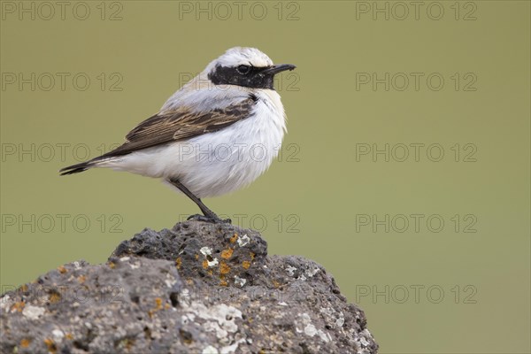 Seebohm's wheatear (Oenanthe seebohmi)