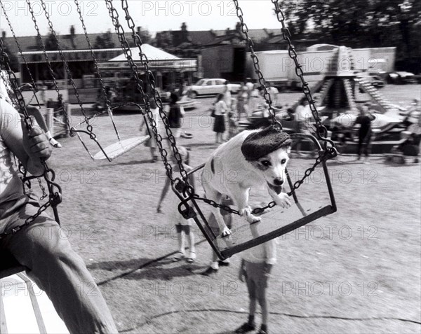 Jack Russell Terrier on a chain carousel