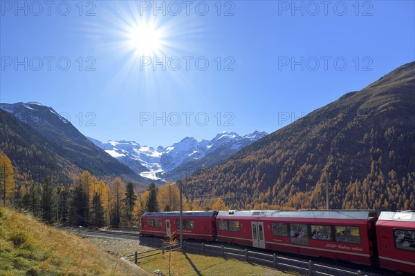 Bernina Express runs through larch forest in autumn