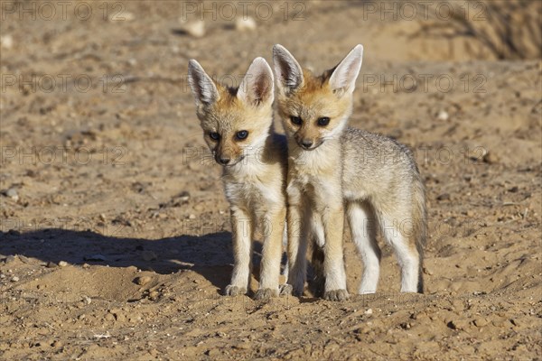 Cape foxes (Vulpes chama)