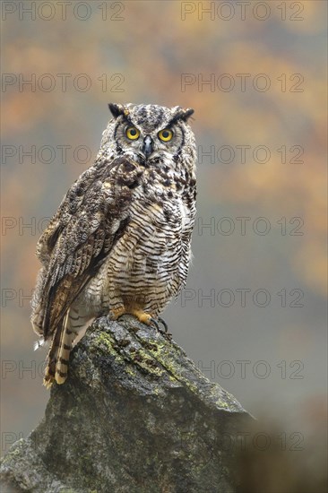 Great horned owl (Bubo virginianus)