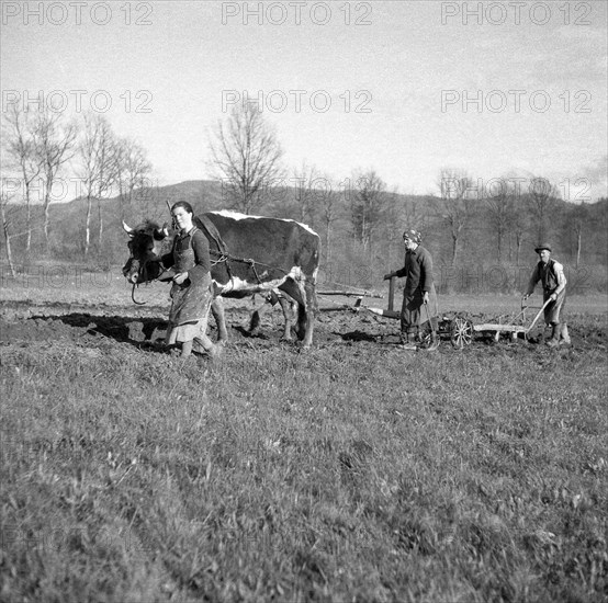 Agricultural workers ploughing fields with tense cows