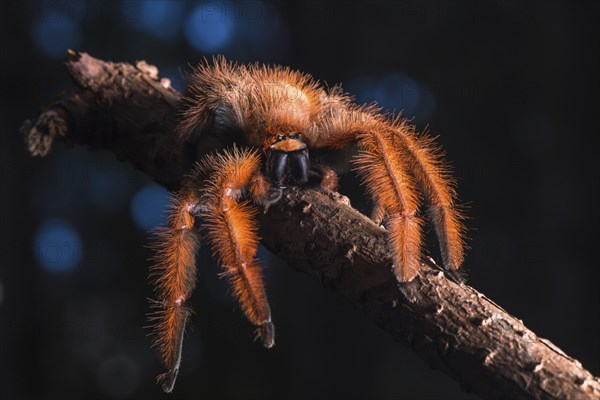 Megaloremmius leo on a branch