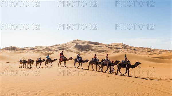 Tourists ride on Dromedary (Camelus dromedarius)