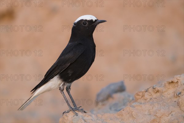 White-crowned Wheatear (Oenanthe leucopyga)