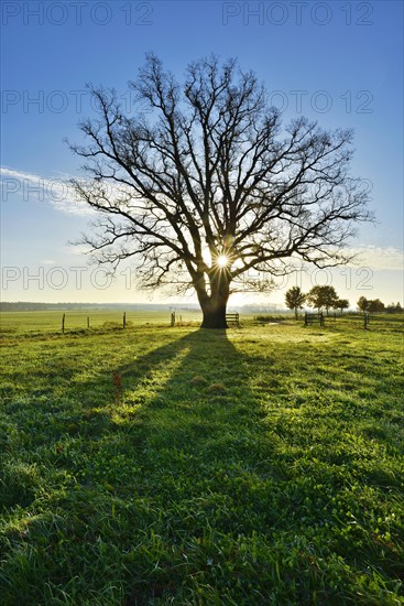 Sun shines through large bare oak