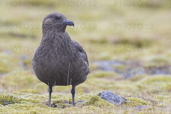 Great Skua (Stercorarius skua)