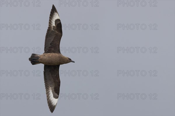 Great Skua (Stercorarius skua)