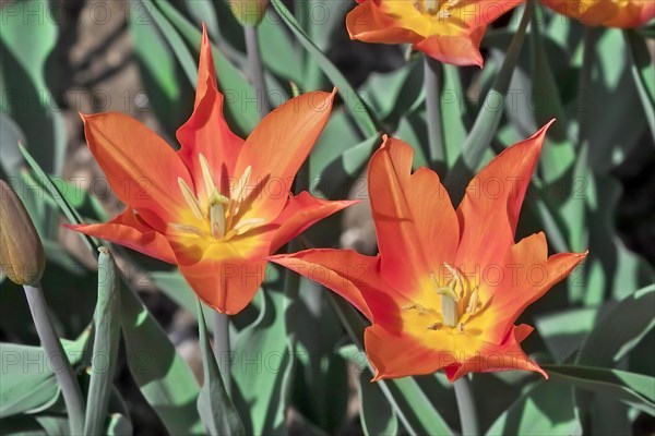 Tulip (Tulipa)