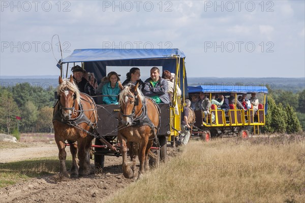 Horse-drawn carriages