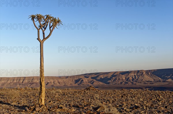 Young quiver tree or kokerboom (Aloe dichotoma) at Fish River Canyon