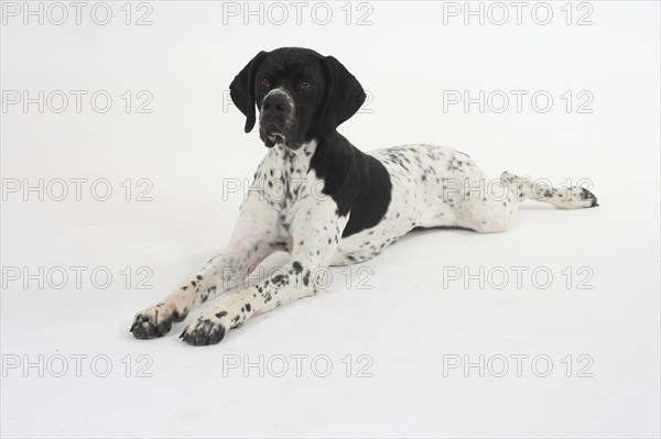 English Pointer