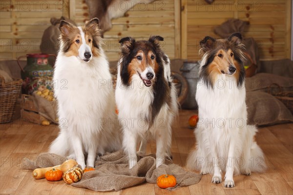 Three American collies