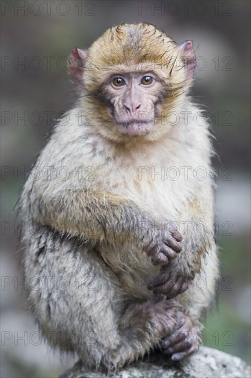 Barbary Macaque (Macaca sylvanus)