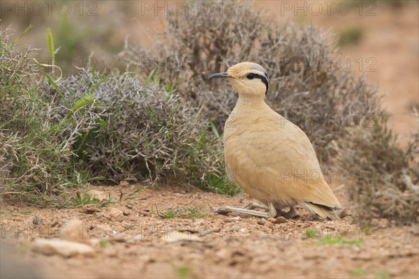 Cream-colored Courser (Cursorius cursor)