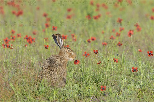 European hare (Lepus europaeus) eats prickly poppy (Papaver argemone)