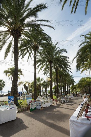 Palm trees on the beach promenade