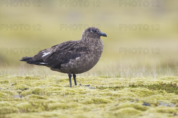 Great Skua (Stercorarius skua)