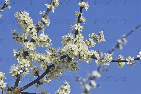 White blossoms