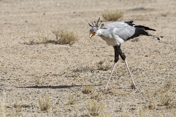 Secretary bird (Sagittarius serpentarius)