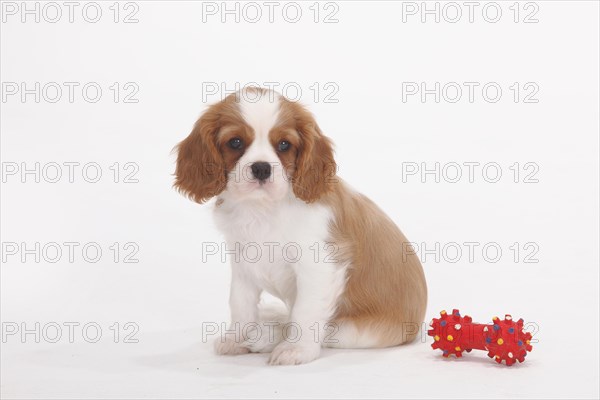 Cavalier King Charles Spaniel