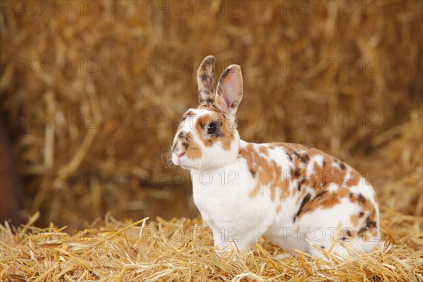 Dwarf Rex Rabbit