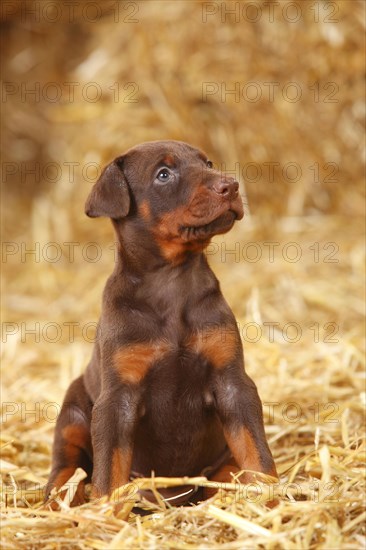 Doberman