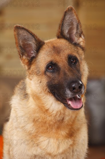 German shepherd dog