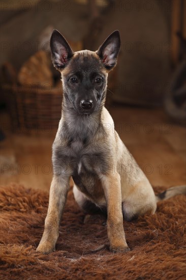 Malinois