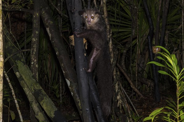 Aye-aye (Daubentonia madagascariensis) climbs on tree trunk at night