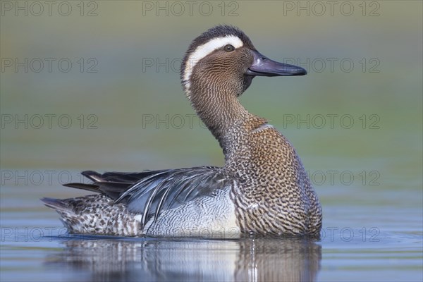 Garganey (Anas querquedula)