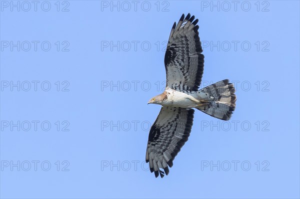 European Honey Buzzard (Pernis apivorus)