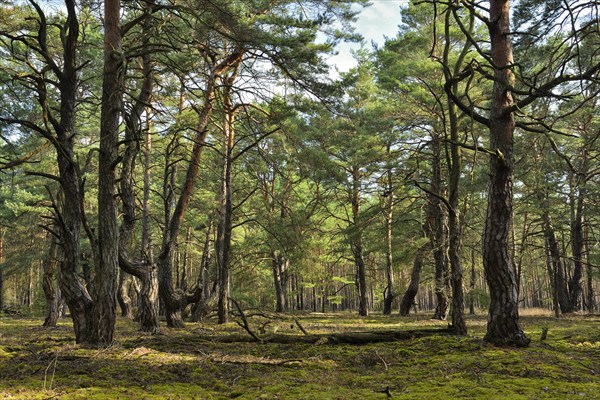 Pine forest (Pinus)