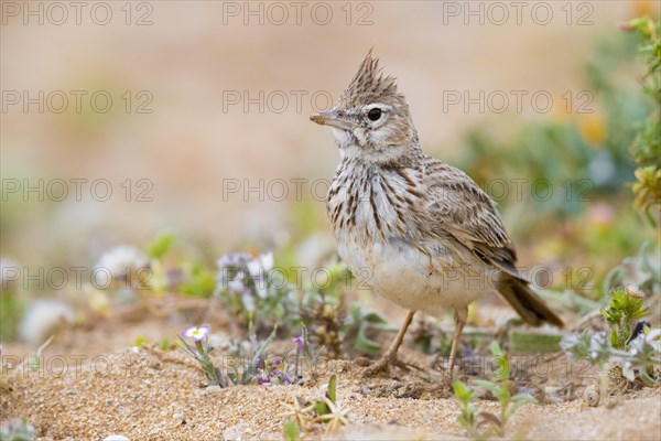 Thekla Lark (Galerida theklae ruficolor)