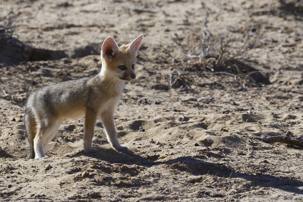 Young Cape fox (Vulpes chama) looking out at burrow entrance