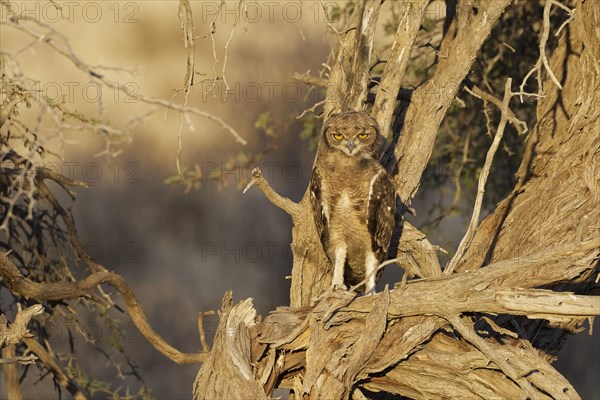 Spotted eagle-owl (Bubo africanus)