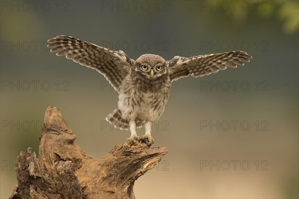 Little owl (Athene noctua) sits on tree stump