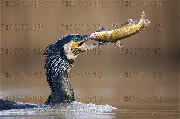 Great cormorant (Phalacrocorax carbo)