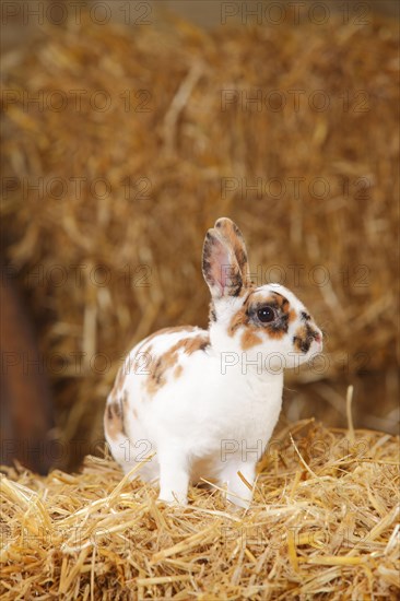 Dwarf rex rabbit