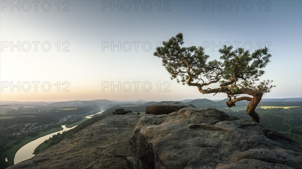 Weather Pine