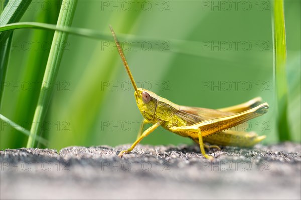 Large gold grasshopper (Chrysochraon dispar)