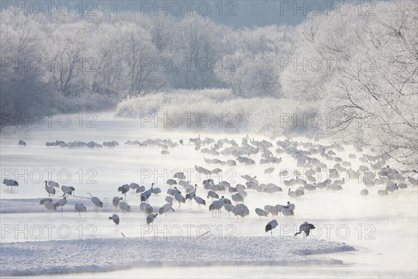 Resting Red-crowned cranes (Grus japonensis) in the Setsuri River after dawn
